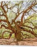 Image result for Angel Oak Tree Clip Art