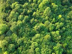 Image result for Trees Birds Eye View Australia