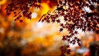 Image result for Fall Slide Background