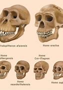 Image result for Prehistoric Human Skull