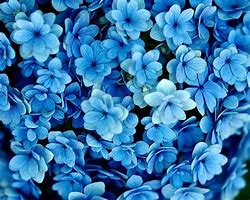 Image result for Paper Flower Petal Template