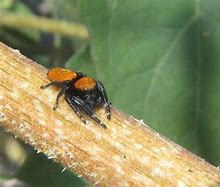 Image result for Apache Jumping Spider