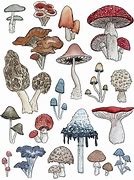 Image result for Free Mushroom Art