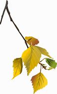 Image result for Birch Leaf Clip Art