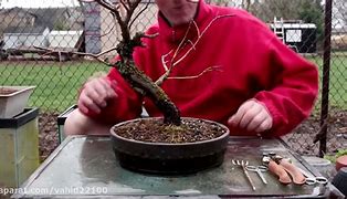 Image result for Weeping Willow Bonsai Kit