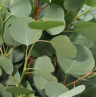 Image result for Silver Dollar Eucalyptus