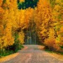 Image result for Aspen Trees Oregon Wallpaper