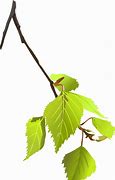 Image result for Birch Leaf Silhouette