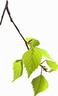 Image result for Birch Leaf Silhouette