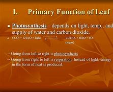 Image result for Typical Leaf Photosynthesis