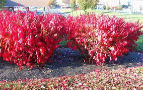 Image result for Fall Foliage Central Pennsylvania