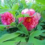 Image result for Peony Bloom