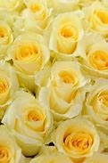 Image result for Soft Yellow Roses