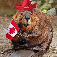 Image result for Happy Canada Day Jokes