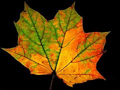 Image result for Single Fall Leaf