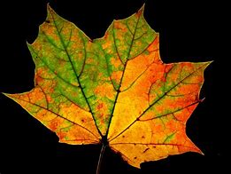 Image result for Single Fall Leaves Image with Different Colors