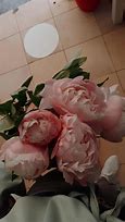 Image result for Blue Peonies Flowers