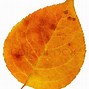 Image result for Birch Leaves Cut Out