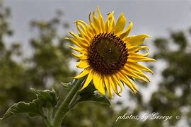 Image result for Common Sunflower