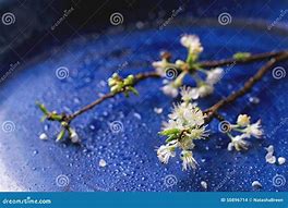 Image result for Plym Blossom Branch