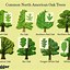 Image result for American Red Oak Tree