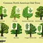 Image result for Oak Tree Leaf Types