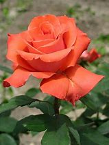 Image result for Coral Colored Roses