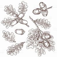 Image result for Oak Leaf and Acorn of California Drawing