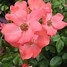 Image result for Coral Carpent Roses