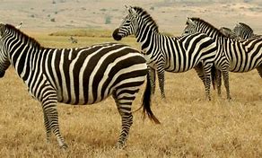 Image result for What Are Safari Animals