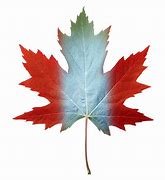 Image result for Girl Counting Canadian Maple Leafs