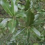 Image result for Shingle Oak Leaf