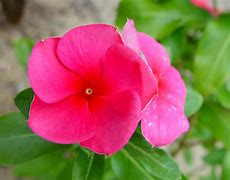 Image result for Pink Flower Plant