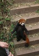 Image result for Red Panda Pose