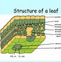 Image result for Photosynthesis in Cell Diagram