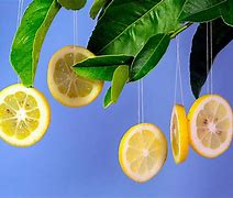 Image result for Lemon Tree Fruit