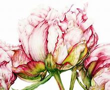 Image result for Aquarel Peonies