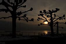 Image result for Simple Tree Silhouette Cut Out