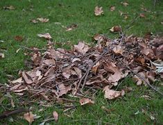 Image result for Fall Leaf Pile