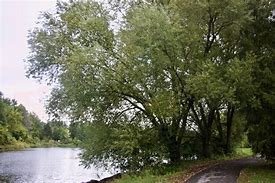 Image result for Black Weeping Willow Tree