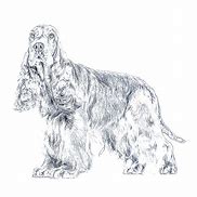 Image result for Cocker Spaniel Dog Coloring Pages