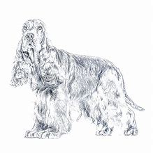 Image result for Cocker Spaniel Dog Coloring Pages