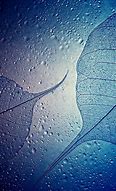 Image result for Dew Drops On Leaves