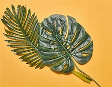 Image result for Palm Tree Leaves Printable