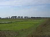 Image result for Minecraft Rice Fields