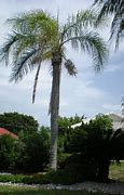 Image result for Queen Palm Tree