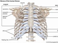 Image result for Flat Rib Cage