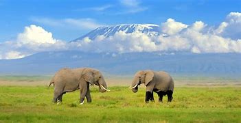 Image result for Animals That You See On an East African Safari