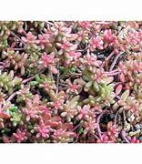 Image result for Woolly Bush Coral Carpet