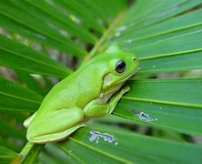 Image result for Green Frog Jumping